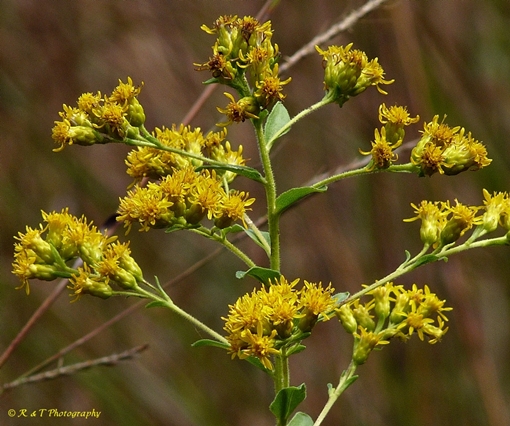 {Solidago rigida}